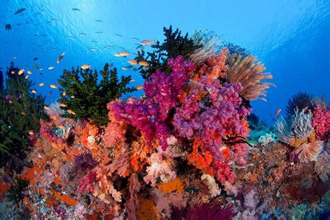 Raja Ampat Reefs Underwater Photo | Coral reef, Painting, Ocean underwater