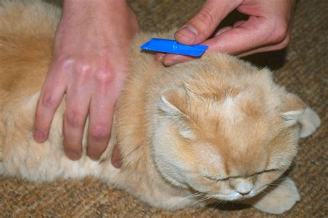 Homemade Remedies: How To Kill Cat Fleas