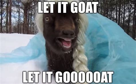 Goat Meme