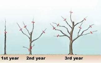 Fruit Trees - Home Gardening Apple, Cherry, Pear, Plum: Fruit Tree Pruning Before And After