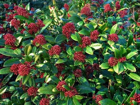 How To Grow and Care for Skimmia (Skimmia japonica) | Florgeous