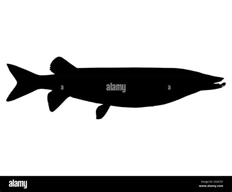 Muskellunge fish silhouette vector art Stock Vector Image & Art - Alamy