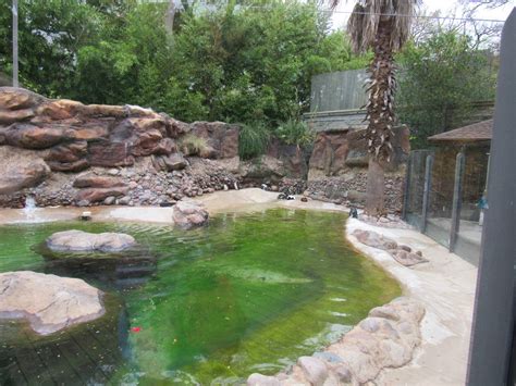 Outdoor African Penguin Habitat - ZooChat