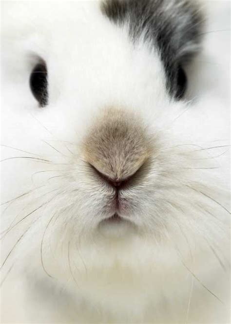 Fabulous! ♡♡, Bunny Nose | Cute animals, Cute creatures, Animals