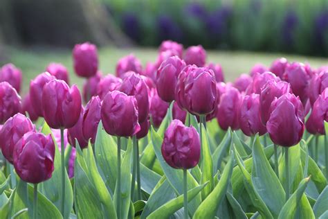 Top Performing Tulips? Plant These Timeless Favorites - Longfield Gardens