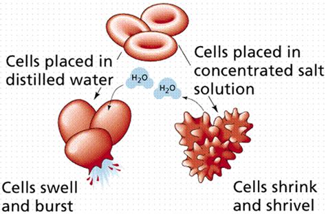 Biochemistry: The Building Blocks of Life: Homeostasis vs Homeodynamic