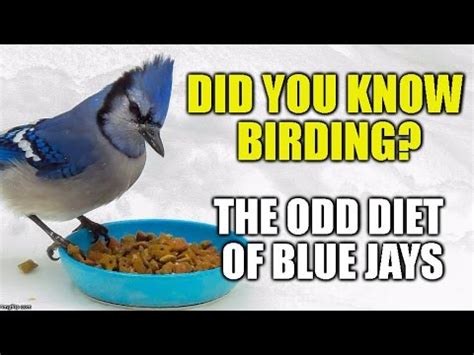 The Odd Diet of Blue Jays -Did you Know Birding?(episode 1) [HD] - YouTube