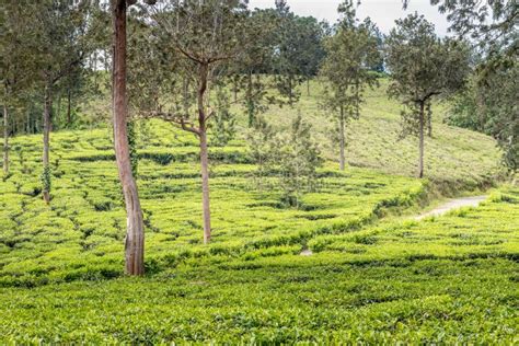 Tea gardens at ooty stock photo. Image of animals, lionlook - 104130776