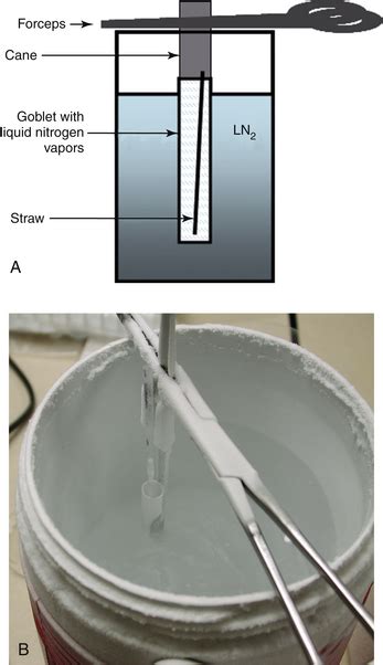 Equine Embryo Transfer | Veterian Key