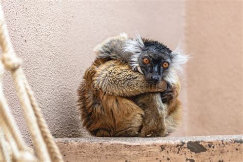 Melancholic Lemur Stock Photos - Free & Royalty-Free Stock Photos from Dreamstime