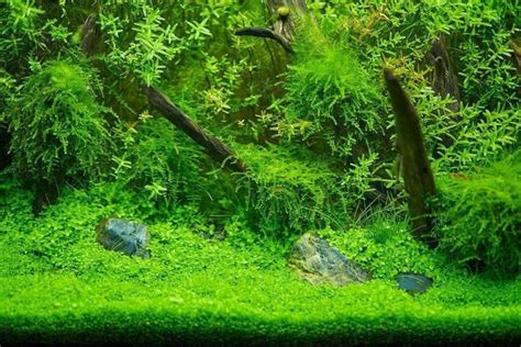 Aquarium Moss Wall - Aquariumia