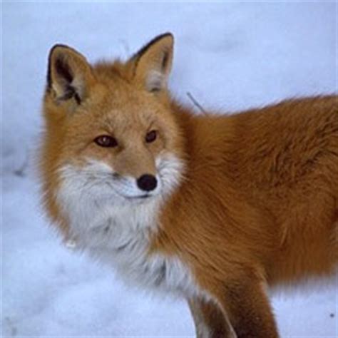 Sierra Nevada Red Fox - Pacific Forest Trust