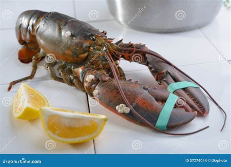 Lobster stock photo. Image of crustaceans, brown, tiled - 37274044