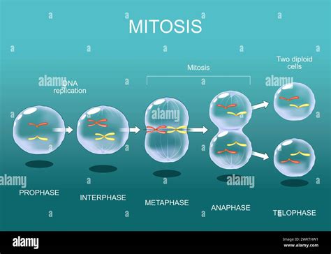 Mitosis stages hi-res stock photography and images - Alamy