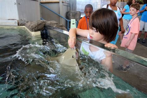 Look with wide-eyed wonder at the jellyfish, sharks, stingray and more ...