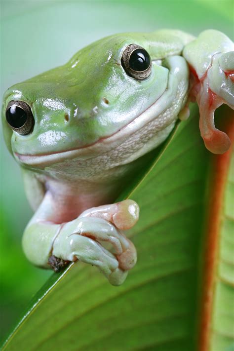 Frog Facts - KidsPressMagazine.com