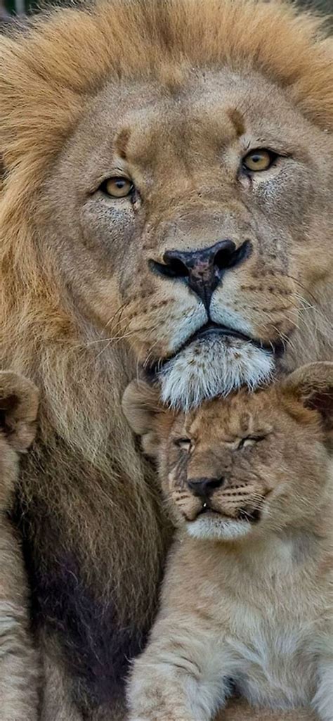 Lion Family Wallpapers - 4k, HD Lion Family Backgrounds on WallpaperBat