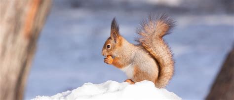 Eichhörnchen im Winter helfen: 5 Tipps - GoNature Blog