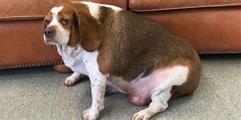 Obese Beagle Makes The Most Inspiring Fitness Transformation - The Dodo