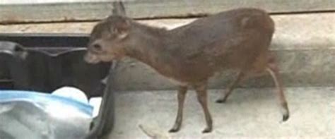 Royal Antelope Baby Born At San Diego Zoo (VIDEO)