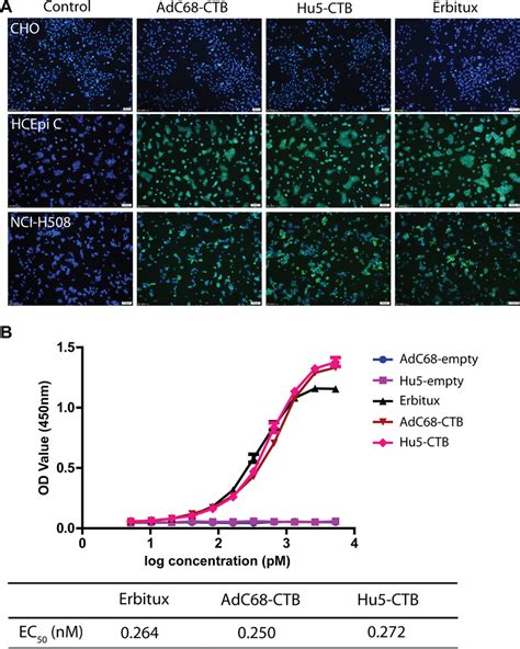 Biological activity of Ad-anti-EGFR antibodies. A. Specific binding of... | Download Scientific ...