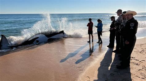 21-foot orca whale dead in Florida after getting beached | Fox News