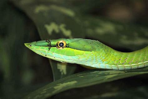 Green Vine Snake Facts! | Always Learning!