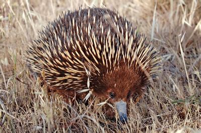 Spiny Anteater (ZM1431, ZM1432) - The Alfred Denny Museum