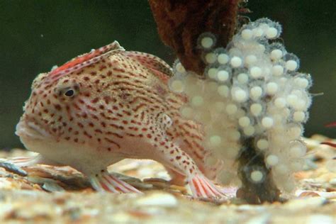 Pink handfish species declared endangered after 22…