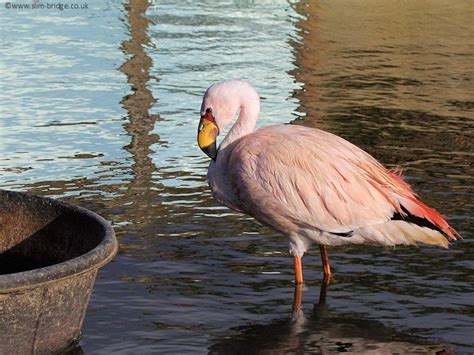 FLAMINGO IDENTIFICATION - WWT SLIMBRIDGE