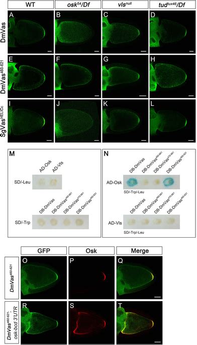 Oskar (Osk) interacts with the helicase superfamily C-terminal domain... | Download Scientific ...