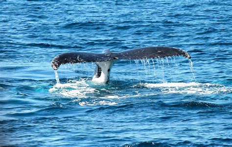 Mirissa Whale Watching Tour | Trip Ways