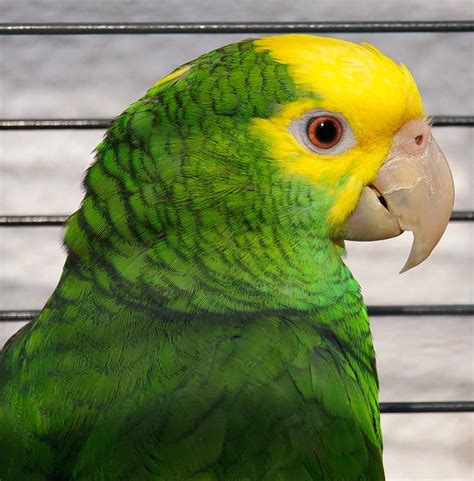 Yellow-headed Amazon aka Yellow-headed Parrot (Amazona oratrix) by ...