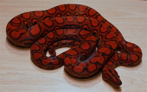 Brazilian Rainbow Boas for sale