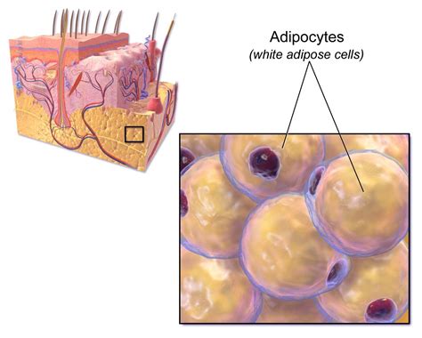 Adipose Tissue: Histology | Concise Medical Knowledge