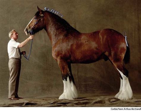 Shire Horse Breed: 10 Important Facts For Choosing The Gentle Giant ...