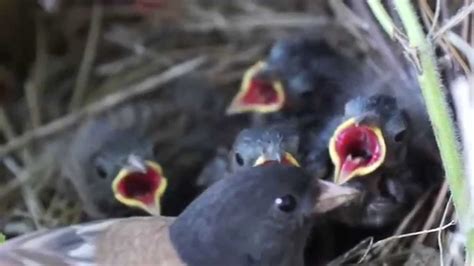 Junco feeding baby birds - YouTube