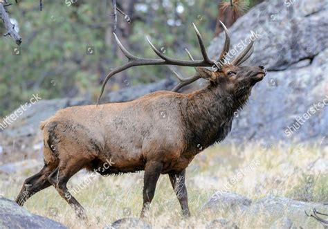 Bull Elk During Their Annual Mating Editorial Stock Photo - Stock Image | Shutterstock