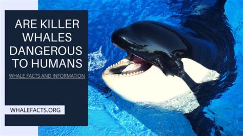 Are Killer Whales Dangerous to Humans? | Whale Facts