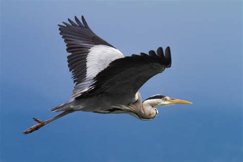 4,300+ Grey Heron Flying Stock Photos, Pictures & Royalty-Free Images - iStock