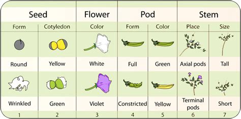 3.1: Mendel's Pea Plants - Biology LibreTexts