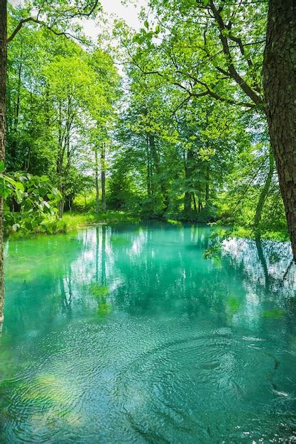 Premium Photo | Green lake in forest