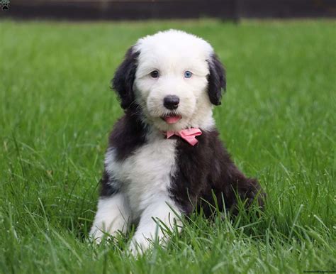 Are There Miniature Old English Sheepdogs