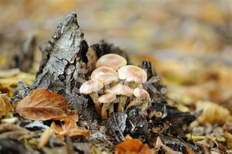 Edible Mushrooms In The Forest Stock Photo | Royalty-Free | FreeImages