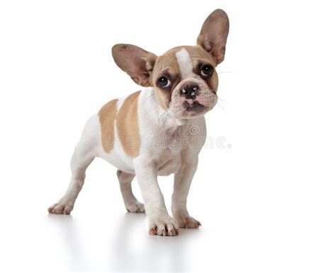 Cute Puppy Dog With Head Tilted Stock Image - Image of animals, adorable: 11697775