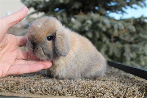 4 weeks old Holland Lop baby | Cute baby bunnies, Show rabbits, Baby ...