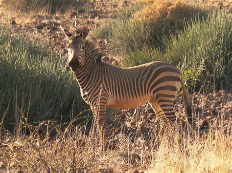 Hartmann's Mountain Zebra | The Hartmann's zebra is found in… | Flickr