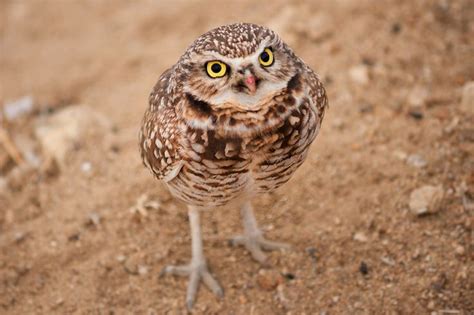 Desert Owl by Nazeem Sheik on 500px | Wildlife Treasures | Pinterest