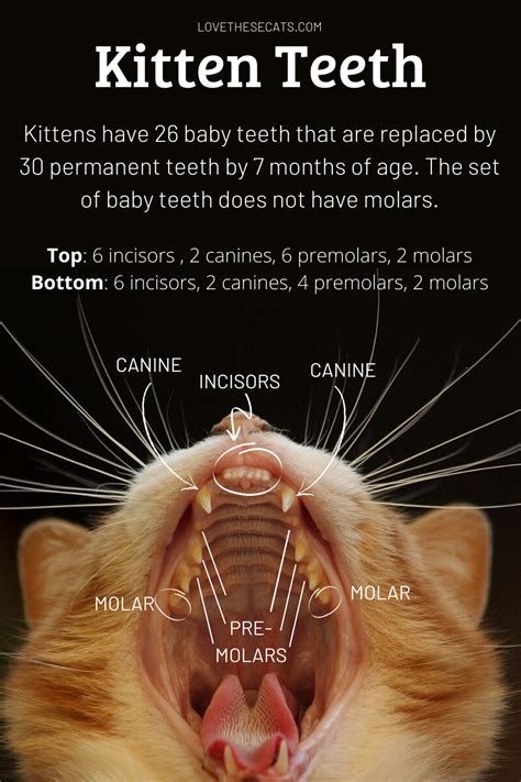 Kitten Teething Age Chart