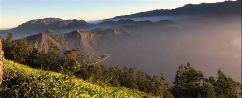 Trek to Kolukkumalai Tea Estate